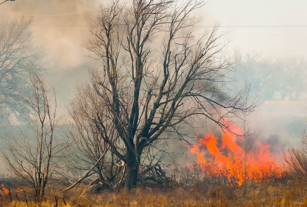 Fire reaches trees